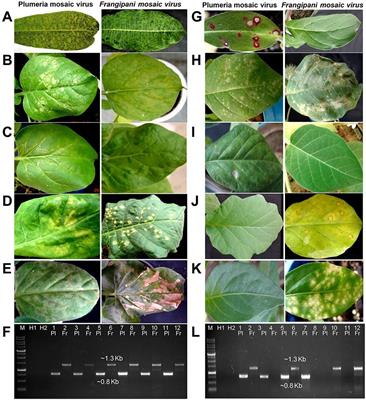 Host biology and genomic properties of Plumeria mosaic virus, a tobamovirus discovered in a temple tree in India co-infecting with frangipani mosaic virus